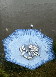 别人钓鱼很辛苦，我钓鱼只需要一把伞，完全是躺赢啊