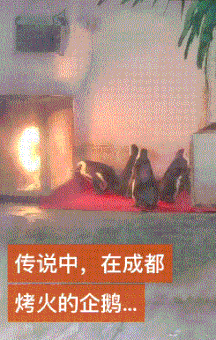 企鹅：几十辈鹅都没见过火啊，我见到了！